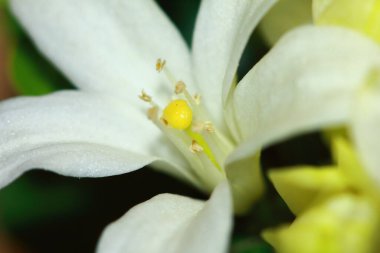 Güzel taklit portakallar Çiçekler yaklaşır