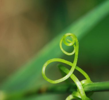 Taze bitkilerden yapılmış yeşil arkaplan. Doğal doku.