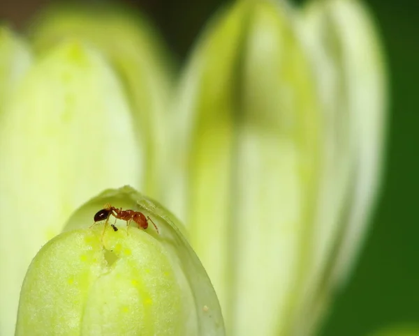 Gyönyörű Álnarancs Philadelphus Virágok Záródnak — Stock Fotó