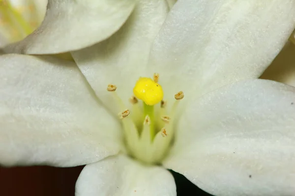 Bellissimi Fiori Finti Arancioni Cipria Ravvicinati — Foto Stock