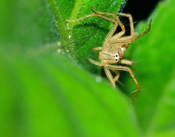 Makró Fotózás Jumping Spider Green Leaf — Stock Fotó