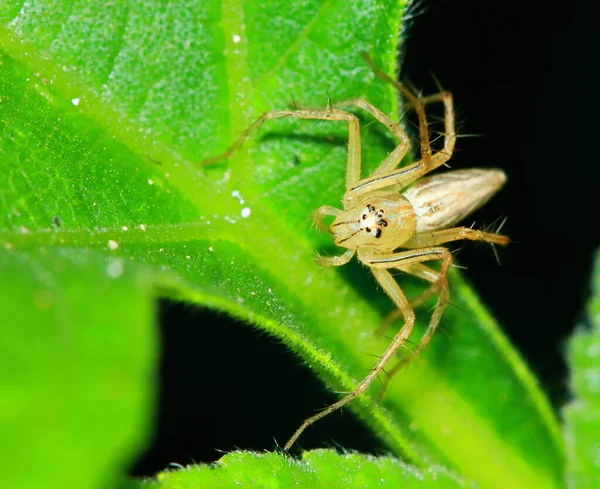 Μακρο Φωτογραφία Άλμα Αράχνη Στο Πράσινο Φύλλο — Φωτογραφία Αρχείου