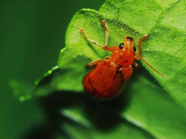 Rot Schwarz Gestreifter Flauschiger Käfer Sitzt Auf Blatt — Stockfoto