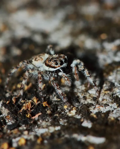 Makrofotografie Der Springenden Spinne Auf Grünem Blatt — Stockfoto