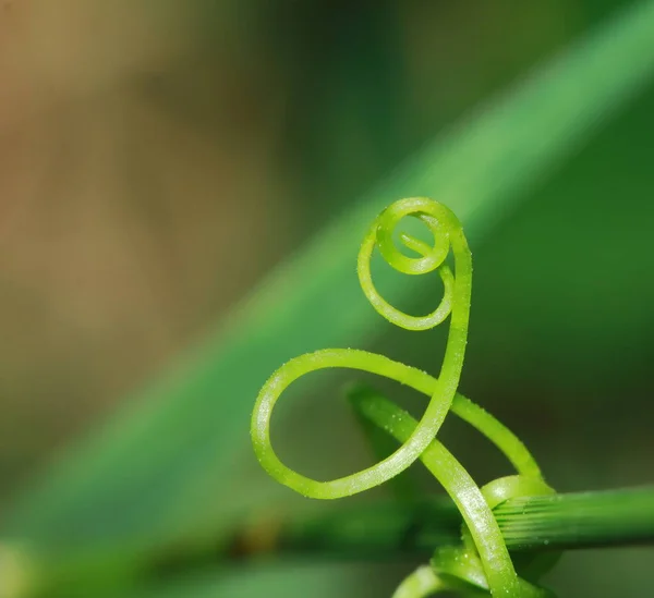 Fondo Verde Hecho Plantas Frescas Textura Natural — Foto de Stock