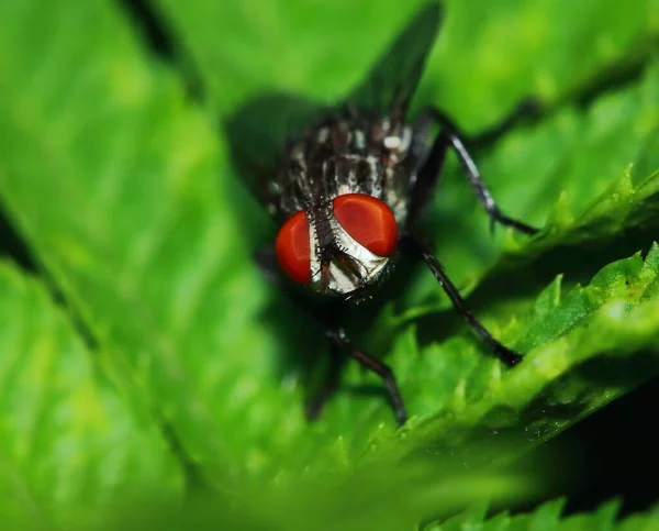 Piccoli Insetti Mosca Macrofotografia Sfondo — Foto Stock