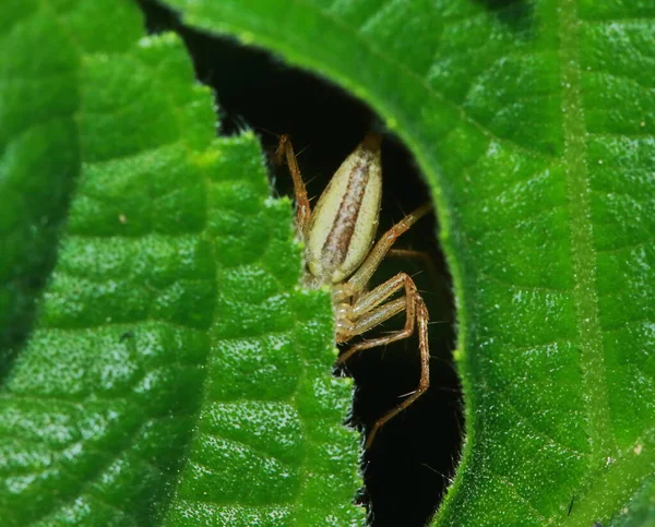 Μακρο Φωτογραφία Άλμα Αράχνη Στο Πράσινο Φύλλο — Φωτογραφία Αρχείου