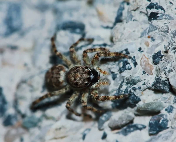 Macro Fotografia Saltando Aranha Folha Verde — Fotografia de Stock