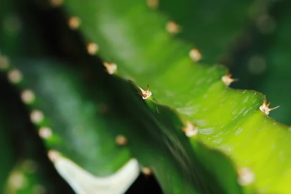 攀登者种植自然的绿龙果树 — 图库照片