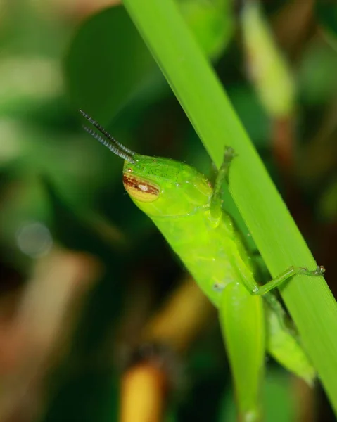 Green Grasshopper Masked Green Leaves Sunny — Stock Photo, Image