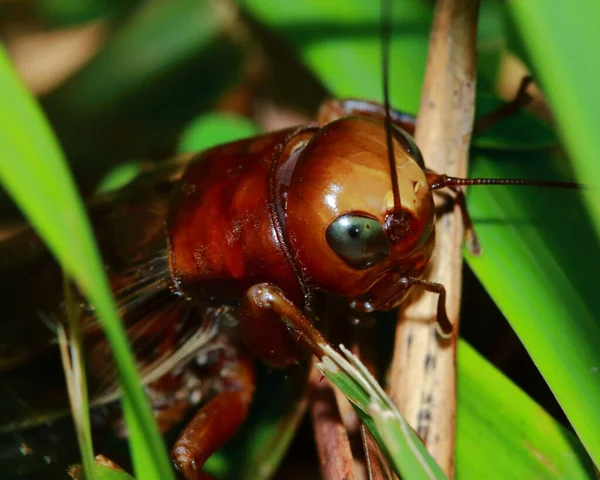 Nature Scène Cricket Géant Dans Jardin — Photo
