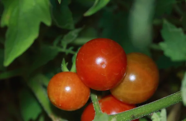 Pequeños Tomates Cherry Frescos Con Vides Verdes — Foto de Stock