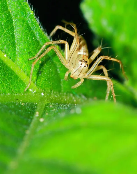 Makrofotografering Hoppande Spindel Grönt Blad — Stockfoto