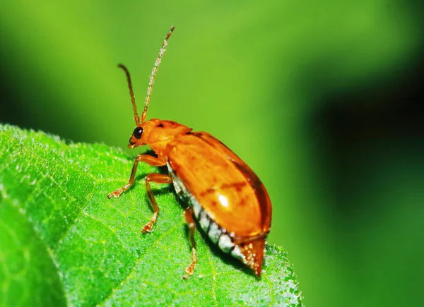 Rood Zwart Gestreepte Pluizige Kever Zit Blad — Stockfoto