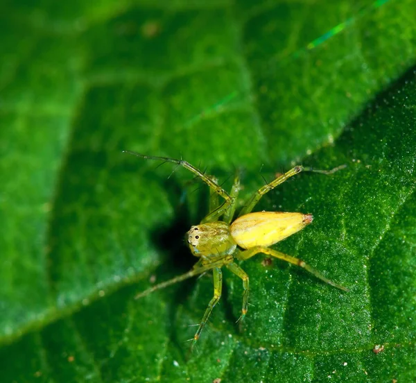 Macro Fotografie Van Springende Spin Groen Blad — Stockfoto