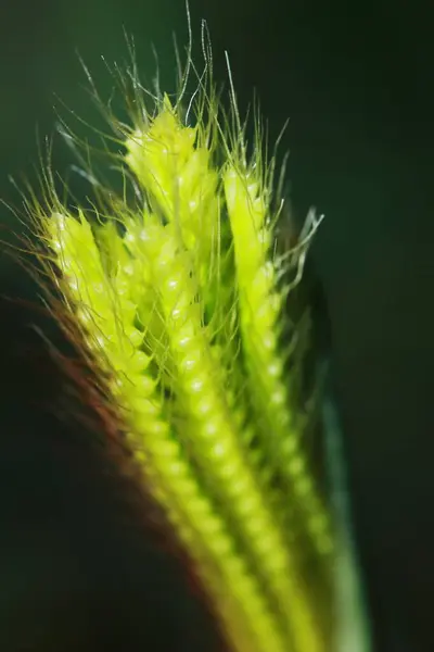 Hojas Verdes Hierba Jardín Con Salida Del Sol —  Fotos de Stock