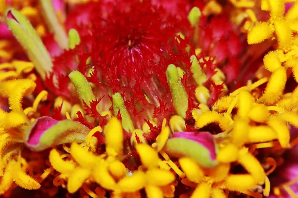 Macro Vermelho Zinnia Flores Jardim — Fotografia de Stock