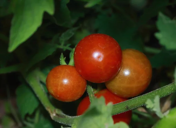 Pequeños Tomates Cherry Frescos Con Vides Verdes — Foto de Stock