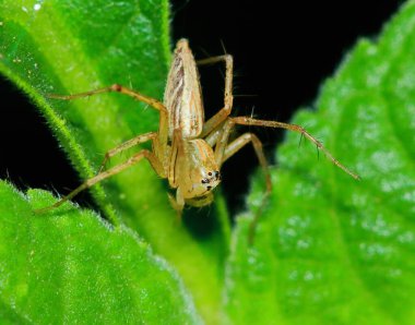 Yeşil Yaprak üzerinde Zıplayan Örümcek Makro Fotoğrafçılık