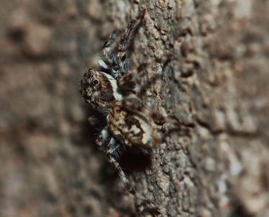 Yeşil Yaprak üzerinde Zıplayan Örümcek Makro Fotoğrafçılık