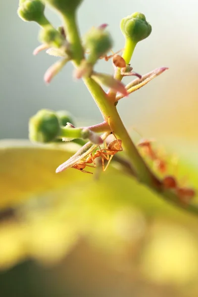 Sabah Ağaç Dalında Karınca Hareketi — Stok fotoğraf