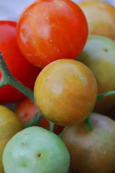 Pequeños Tomates Cherry Frescos Con Vides Verdes — Foto de Stock