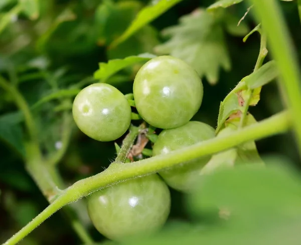 Small Fresh Cherry Tomatoes Green Vines — Stock Photo, Image