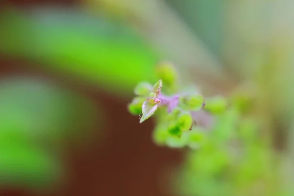 Heilige Basilicum Bladeren Heilige Basilicum Boom — Stockfoto