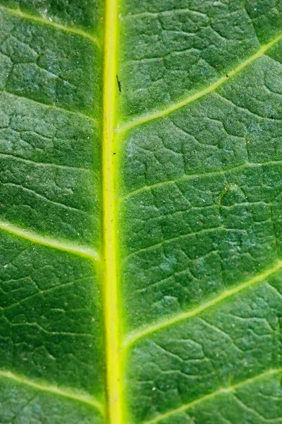 Fundo Verde Feito Plantas Frescas Textura Natural — Fotografia de Stock