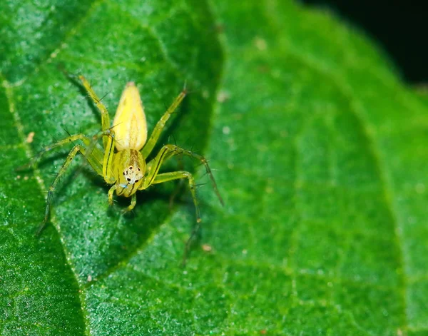 Makrofotografie Der Springenden Spinne Auf Grünem Blatt — Stockfoto