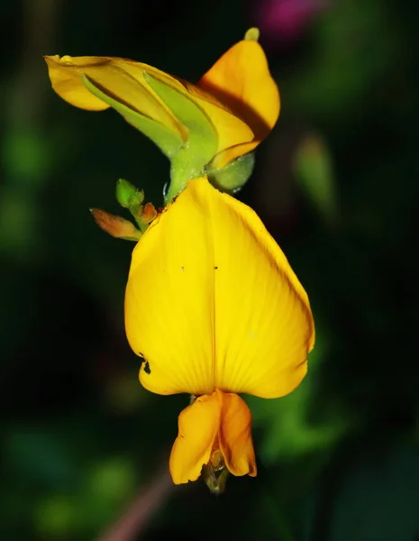 Fermer Sesbania Javanica Fleur Dans Jardin Naturel — Photo