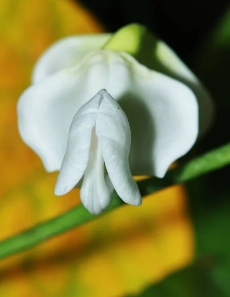 Fermer Sesbania Javanica Fleur Dans Jardin Naturel — Photo