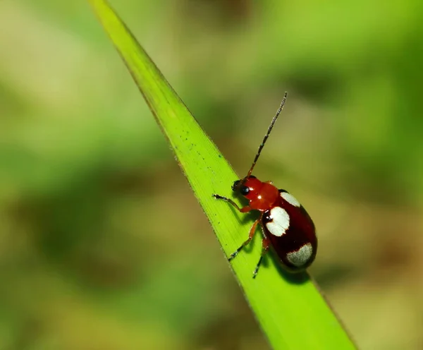 Rot Schwarz Gestreifter Flauschiger Käfer Sitzt Auf Blatt — Stockfoto