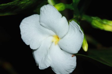 White Common Gardenas veya Cape Jasmine Flowers