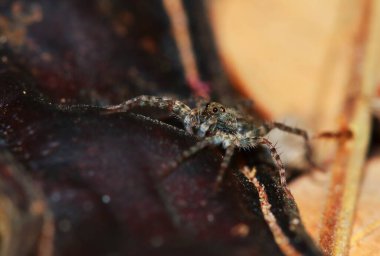 Yeşil Yaprak üzerinde Zıplayan Örümcek Makro Fotoğrafçılık