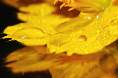 arka planda makro dropet ve kozmos çiçeği