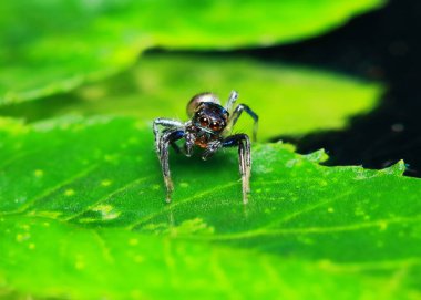 Yeşil Yaprak üzerinde Zıplayan Örümcek Makro Fotoğrafçılık