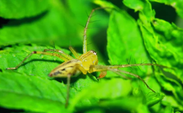 Makrofotografie Der Springenden Spinne Auf Grünem Blatt — Stockfoto