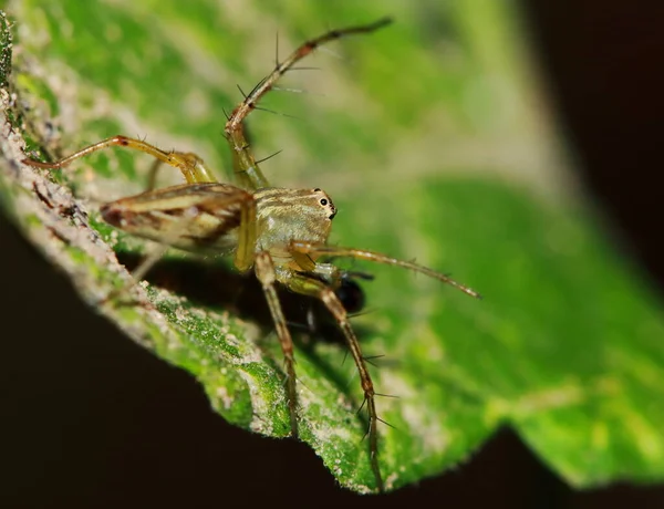 Makrofotografie Der Springenden Spinne Auf Grünem Blatt — Stockfoto