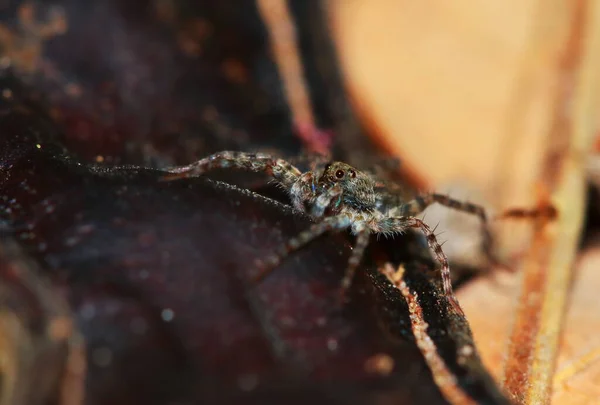 Macro Fotografia Saltando Aranha Folha Verde — Fotografia de Stock