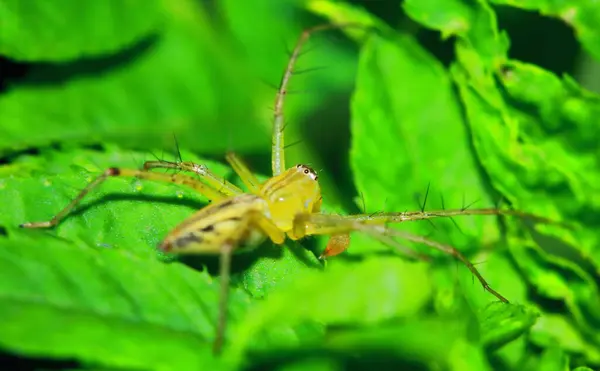 Макро Фотографія Стрибки Павука Зеленому Аркуші — стокове фото