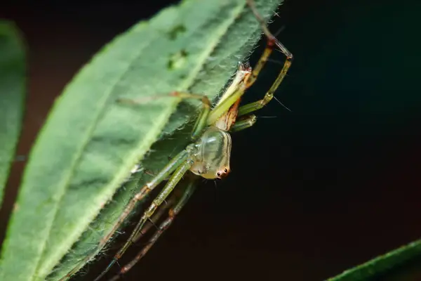 거미의 매크로 — 스톡 사진