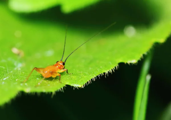 Naturszene Junger Grillen Garten — Stockfoto