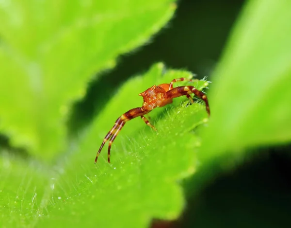 Makró Fotózás Jumping Spider Green Leaf — Stock Fotó