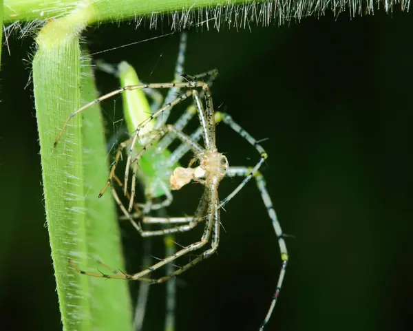 Macro Fotografia Salto Ragno Foglia Verde — Foto Stock