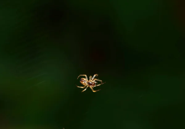 新鮮な自然界でのクモの巣の上でのジャンプスパイダーのマクロ写真 — ストック写真