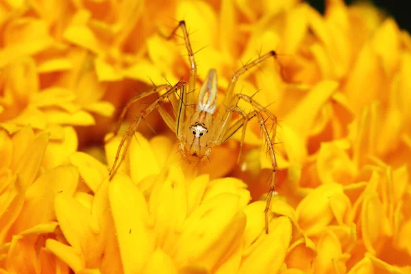 Macro Photography Jumping Spider Yellow Marigold Flower — Stock Photo, Image