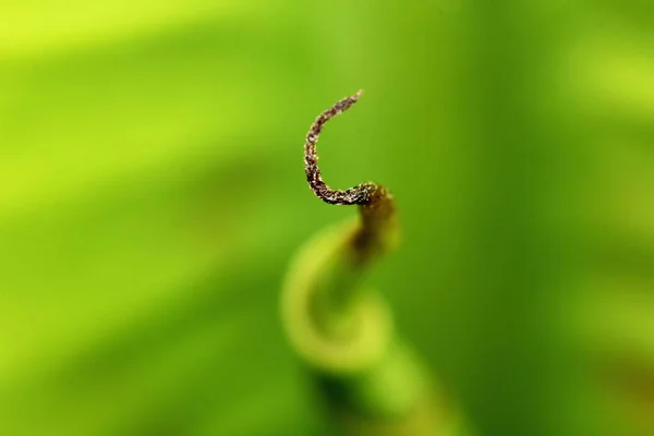 Daun Pisang Atas Pertanian Pisang Untuk Latar Belakang — Stok Foto