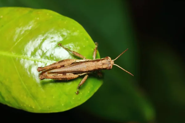 Hmyzí Kobylka Maskována Mezi Zelenými Listy Slunečném — Stock fotografie