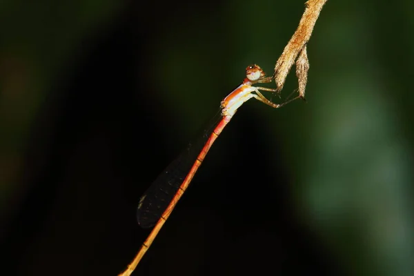 Macro Imagem Libélula Natureza — Fotografia de Stock